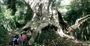 Questa immagine raffigura lincredibile varietà di vita sulla terra un albero dellHimalaya, un WoodAlbero, una giungla, una vegetazione lussureggiante, una foresta pluviale, una persona circondata da un boschetto di alberi con i tronchi di legno Una straordinaria esperienza visiva che ci ricorda limportanza della conservazione della biodiversità