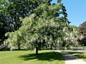 Un tiglio della Carolina svetta in una ricca vegetazione allaperto Collocato in un grove, lalbero offre una vista incantevole su un parco con un terreno ricco di erba e un bosco verdeggiante intorno
