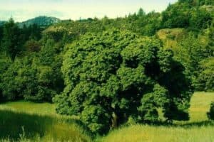 Questa immagine mostra una scena idilliaca di una foresta americana, con una noce americana che svetta tra la vegetazione e conifere Una vista dallalto della terra, che ricorda la bellezza della natura e la serenità di essere allaperto in un bosco Un piccolo cespuglio sotto lalbero ricorda limportanza di preservare lambiente per le generazioni future