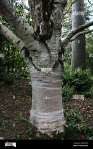 Una scena incantevole di natura giapponese un tronco dalbero di Kaede con una ricca vegetazione circostante, che si estende fino alla terra, offrendo uno spettacolo unico allaria aperta Un bosco ideale per rilassarsi e ritrovare larmonia con la natura