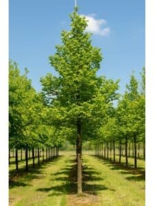 Unimmagine che riassume la magia della natura un boschetto di aceri in un giardino allaperto, con una ricca vegetazione di erba e boschi circostanti Scopri GardenAlbero, il luogo magico dove sperimentare la bellezza della natura!