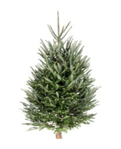Un albero di Natale con le sue decorazioni natalizie, un elegante pianta di abete o pino che illumina l'atmosfera festiva e illumina l'ambiente con il suo splendore Un classico simbolo di Natale che porta gioia e felicità in ogni casa