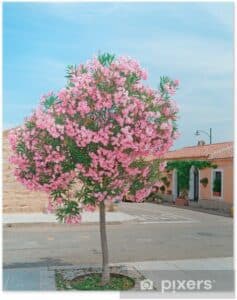 Una pianta velenosa allesterno di una casa, villa o appartamento, circondata da una città e da una strada, che si intrecciano con la natura e i fiori