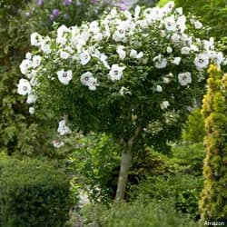 Un albero miracoloso illuminato dal sole in un giardino ricco di natura, circondato da unabbondante vegetazione esterna con un fiore di geranio e una siepe di ibisco Una vista mozzafiato per rilassarsi e godersi la magia della natura