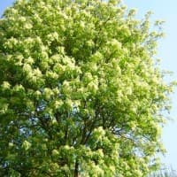 Questa immagine raffigura una varietà di alberi da frutto e di fiori Da sinistra a destra, possiamo vedere un frassino minore, una rosa, una quercia, un sicomoro, una mimosa, un fiore di rosa e una mimosa Lalbero e i fiori rappresentano la varietà di colori e di forme che possiamo trovare nella natura