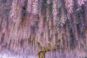 Una scena fiabesca di natura incontaminata fiori viola come Daisy e Margherita, un albero da frutto e un salice, tutti circondati da una folta vegetazione e da un bosco incontaminato Unimmagine che rappresenta la bellezza della natura allesterno