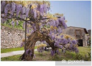 Una scena di incantevole bellezza una casa circondata da fiori viola, un pergolato ricco di alberi, un giardino naturale che si estende allaperto Un luogo per sognare e rilassarsi