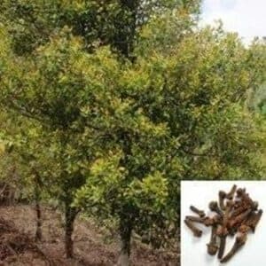Questa immagine mostra un cespuglio di garofano che si estende in un bosco di quercia, tiglio e altri alberi, con laggiunta di una ricca vegetazione allaperto I fiori di garofano creano una bellissima scena e unatmosfera di pace e serenità