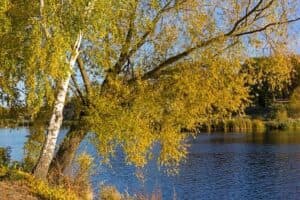 Un tronco di betulla gialla in mezzo a uno stagno, circondato da una scenografia di alberi di legno e natura allaperto Lacqua cristallina e la luce del sole creano unatmosfera magica Unimmagine che evoca larmonia della natura