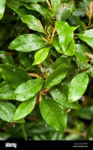 Questa immagine mostra una pianta di garofano di Annonaceae, con una bella foglia verde e un fiore bianco e rosa La vegetazione che circonda lalbero contribuisce a creare uno spettacolare paesaggio