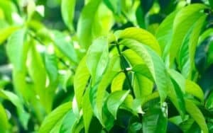  foglie di un albero di mango