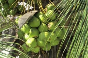 foto di piante di cocco
