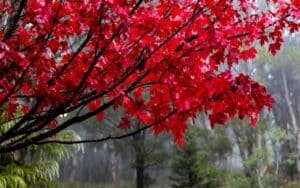 Acero Crimson King
