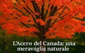 foto di un acero del canada meraviglioso