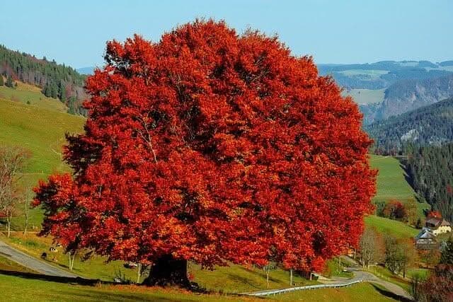 foto di un maestoso faggio rosso