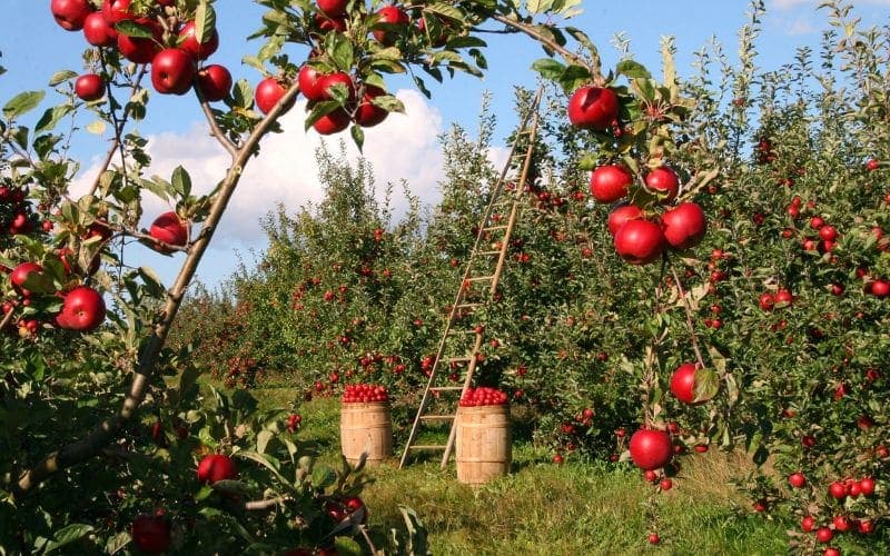 foto potatura melo che produce ottimi frutti