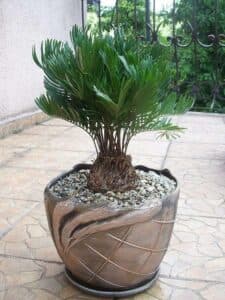 Scopri come abbellire la tua casa con la pianta Fraxinus caroliniana, un albero con foglie a forma di palma e un vaso da fiori Trova gli utensili da cucina giusti e una pentola o una padella per mantenere la pianta in un vaso e portare un tocco di bellezza in casa tua!