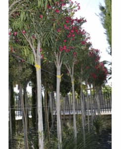 Questa immagine mostra lincredibile bellezza del giardino di YardAlbero in una calda giornata estiva La vegetazione è rigogliosa, con alcune piante velenose che si trovano in una delle zone più remote La natura circostante si estende intorno alla veranda, invitando la gente a godersi momenti di relax allesterno Una deliziosa vista per ammirare la bellezza della natura