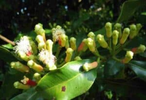 PollineQuesta foto mostra una pianta di garofano, con i suoi fiori a forma di campana, i boccioli appena aperti e le foglie erbacee Il polline colorato che si libra nellaria rende latmosfera magica come se fosse una foresta pluviale Uno spettacolo naturale che non si può non ammirare