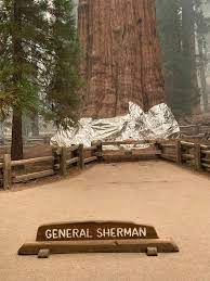 Visita la Grove of Giants, dove gli alberi più grandi della natura sono in piena crescita su un terreno ricco di vegetazione, un luogo dincanto che si estende tra i boschi di legno e le sequoie rosse Una scelta perfetta per trascorrere una giornata nel parco!