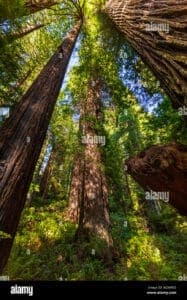 Scopri i giganti della natura! La sempreverde pianta della Sequoia ci regala aree aperte coperte da una lussureggiante vegetazione, una zona boschiva che ci ricorda quanto sia bello e importante abbracciare larmonia della natura e degli alberi