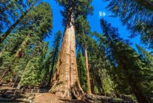Scopri la magia della natura nel bosco di ForestGrove! Ammira la bellezza dei giganti della terra come le sequoie, esplora la vegetazione, e goditi laria fresca allaperto insieme a un albero Unisciti a noi nella foresta e ricorda che la natura è una forza da rispettare!
