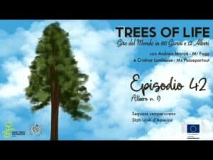 Limmagine mostra unincredibile vista di un bosco di sempreverdi, dove alberi giganti come pini, querce, tigli e altri arbusti vegetali offrono uno spettacolo di bellezza naturale Un messaggio di pubblicità per chi cerca la beneficenza e la pace della terra