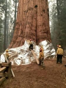 Un uomo adulto indossa un casco mentre cammina tra i giganti della natura gli alberi di un Grove ricco di vegetazione e di un bosco incontaminato
