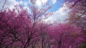 Un tenero e dolce spettacolo della natura, la fioritura dei ciliegi in una calda primavera a Taiwan Uno scatto di SummerFiore catturato allaperto che cattura la magia della vegetazione in estate