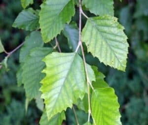 Questa immagine ritrae la bellezza della natura con la sua ricca vegetazione Una magnifica quercia nera si staglia sullo sfondo, mentre più avanti una betulla e un albero di scombro si adornano di foglie Una grande varietà di piante crea una scena che cattura la magia della natura