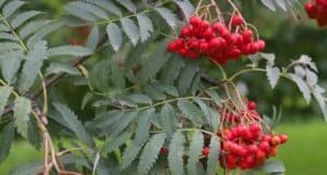 Una foto che ritrae una scena ricca di colori un albero di sorbo ricco di uccelli, foglie di verdura, frutta, bacche e fiori Una pianta che produce alimenti freschi e salutari, un prodotto sano e naturale dalla bacchetta magica della natura
