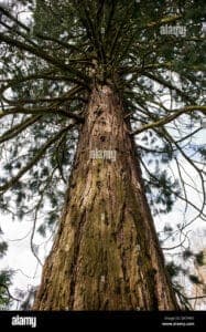 Giganti della natura una foto di una BarkPianta Redwood, con un tronco dalbero imponente e una corteccia scura, che ci fa sentire piccoli di fronte alla grandiosità della natura