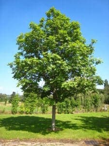 Questa immagine mostra una scena di vegetazione ricca di alberi un nero frassino, una quercia, un sicomoro, un acero e una pianta Il contrasto tra il nero frassino e gli altri alberi conferisce allimmagine un tocco di eleganza e bellezza