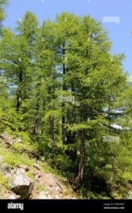 , Natura, ForestaUna pianta di larice europeo, una conifera di cedro, si erge nella natura della foresta, come un regale albero di larice e cedro Una visione incantevole della natura in tutta la sua magnificenza