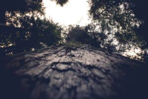 Questimmagine mostra un magnifico cipresso baldacchino che sembra fare da guardia alla terra, circondato da una selva di alberi, tronchi, boschi e foreste pluviali La natura, con la sua rigogliosa vegetazione, ci ricorda quanto sia importante la responsabilità che abbiamo nei confronti del nostro meraviglioso pianeta