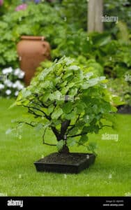Questa foto ritrae un tiglio giapponese in un vaso, un albero piccolo e grazioso che si trova in un cortile ben curato con un prato verde e lussureggiante La vegetazione che lo circonda crea un ambiente idilliaco che ricorda un Bonsai