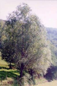Un salice bianco, un parco, un boschetto, la terra, la natura, allaperto, la vegetazione, il bosco, il salice, il parco unimmagine che rappresenta la bellezza della natura e delle sue infinite possibilità