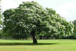 In questa scena autunnale, una quercia e un olmo si stagliano sul parco verdeggiante circondato da un fitto boschetto, mentre una varietà di fiori e frutti di elm albero e di ippocastano decorano il prato Una vera e propria oasi di vegetazione!