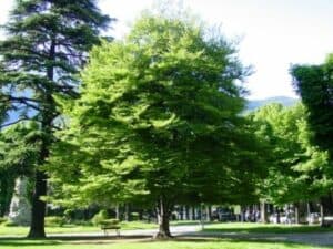 Unimmagine di un bosco con un sapling di un albero magico, circondato da erba, vegetazione e un vivaio allaperto Un paradiso naturale che offre una tranquilla atmosfera di pace