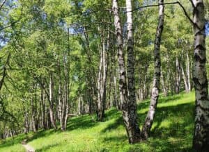 Questa immagine mostra la bellezza del paesaggio boschivo, con una betulla nera in primo piano che si staglia contro una vegetazione di alberi e una terra ricoperta di foglie Immersi nella natura, ci ritroviamo a respirare aria pura allaperto, circondati dalle betulle, in unatmosfera di pace e serenità