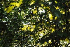 Questa immagine rappresenta una storia di un albero che abbraccia la terra, la vegetazione e il fogliame dei boschi, cespugli e macchie, trasformandosi in una meravigliosa giungla verde