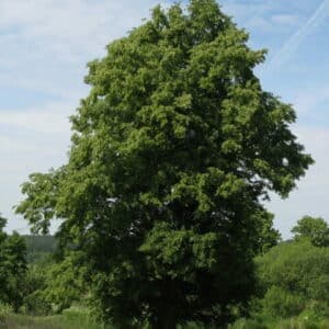 Questa immagine mostra uno splendido bosco con vari alberi, tra cui una Quercia, un Tiglio e un Acero Una fitta vegetazione si estende allaperto, circondando le piante e rendendo lambiente unico Una visione di un vero e proprio albero storico