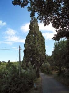 Un cipresso baldacchino attorniato da conifere in un parco cittadino, una strada che si snoda tra la vegetazione, un palo di utilità e un pino che si staglia allorizzonte ParkAlbero, la natura incontra la città