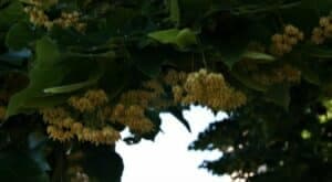 Questo scatto ritrae una scena naturale di straordinaria bellezza un albero di tiglio Kurili con le sue foglie verdi e variopinte di WeedFoglia e la sua vegetazione erbacea La Quercia e il Tiglio si uniscono in armonia, regalando un quadro di fiore e erbaccia