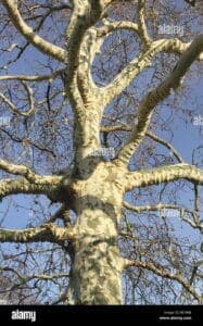 Un tronco dalbero iconico, una quercia e un tiglio, simbolo di una pianta antica che resiste da millenni Un albero che accoglie animali come dinosauro e rettili, una forza della natura che ha resistito al corso dei tempi