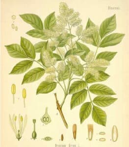 Questa immagine mostra una deliziosa pianta di frassino minore, con un fiore erbaceo e foglie verdi In primo piano si possono vedere alcune erbe e un astragalo, che si uniscono a formare una vegetazione lussureggiante e rigogliosa