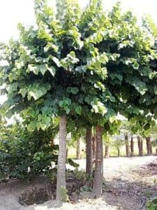 Questa immagine mostra un albero di tiglio crima circondato da vegetazione lussureggiante in un giardino allaperto Vari tipi di piante, come la vite, offrono un contorno vivace al bellissimo albero Una rara combinazione di GardenPianta e natura, incorniciata da un paesaggio idilliaco
