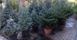 Questa immagine mostra un imponente Abete Coreano, una conifera che può essere utilizzata come una CarpetPianta, dando unatmosfera di giardino al tuo spazio verde Lalbero è un Abete Rosso, una varietà di Pino, e la sua vegetazione offre una sensazione di tappeto naturale