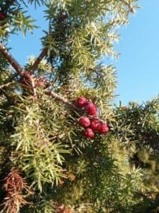 Questa immagine mostra un ginepro rosso, un albero conifera dal portamento tipico e dai frutti particolari Un ramo con le sue gemme e i suoi aghi, frontalmente illuminati, richiama alla mente un larice o un pino, mentre un seme di ivo è in primo piano, evocando la natura e un ciclo di vita infinito Una meravigliosa vegetazione che ci ricorda come le nostre radici siano sempre profonde