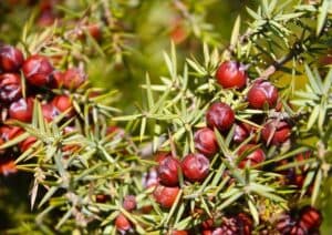 Il Ginepro Rosso, Taxus Baccata, una delle varietà della AppleConifera, è una pianta che può crescere fino a diventare un albero Fornisce cibo in forma di frutta, come la mela, e può produrre una grande quantità di benefici per lambiente